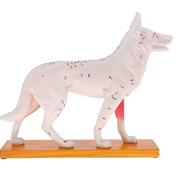Анатомическая модель собаки Акупунктурная анатомия Акупунктурная точка Модель тела собаки с 72 акупунктурными точками Учебная модель