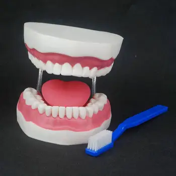 Увеличение в 2,8 раза, стоматологический кабинет, обучение чистке зубов, модель обучения зубам